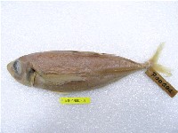 藏品(真鰺)的圖片